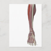 Peroneus Longus Briefkaart (Voorkant)