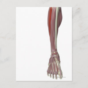 Peroneus Longus Briefkaart