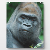 Perplexed Gorilla Fotoplaat (Voorkant)
