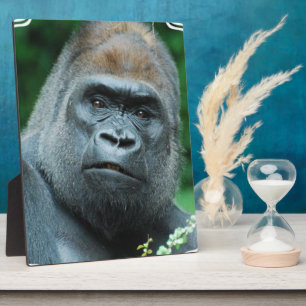 Perplexed Gorilla Fotoplaat