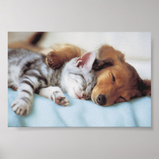 perro y gato poster