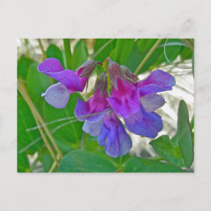 Perroncoördinatiepunten (Lathyrus maritimus) Briefkaart