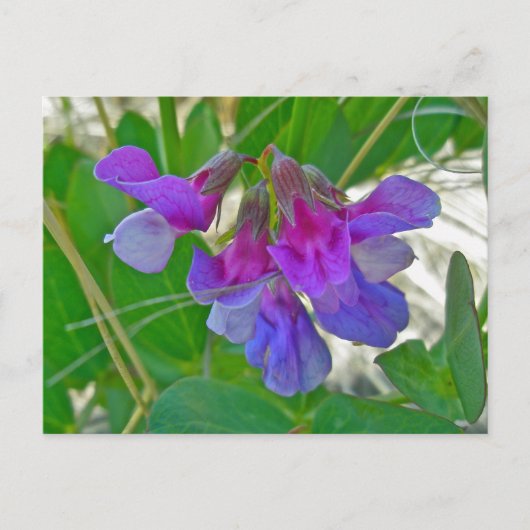 Perroncoördinatiepunten (Lathyrus maritimus) Briefkaart (Voorkant)
