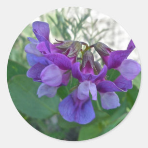 Perroncoördinatiepunten (Lathyrus maritimus) Ronde Sticker
