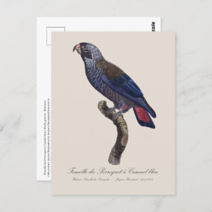 Perroquet a Camail bleu / Dusky papegaai Briefkaart