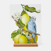 Perroquet bleu dans l'arbre à citrons Art botaniqu (Recto)