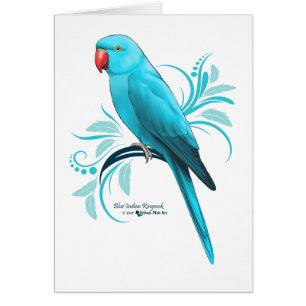 Perroquet bleu de Ringneck d'Indien