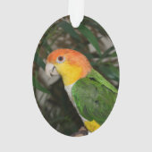 Perroquet caïque à ventre blanc avec bambou (dos)