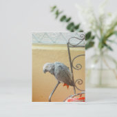 Perroquet - carte postale (Debout devant)