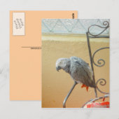 Perroquet - carte postale (Devant / Derrière)