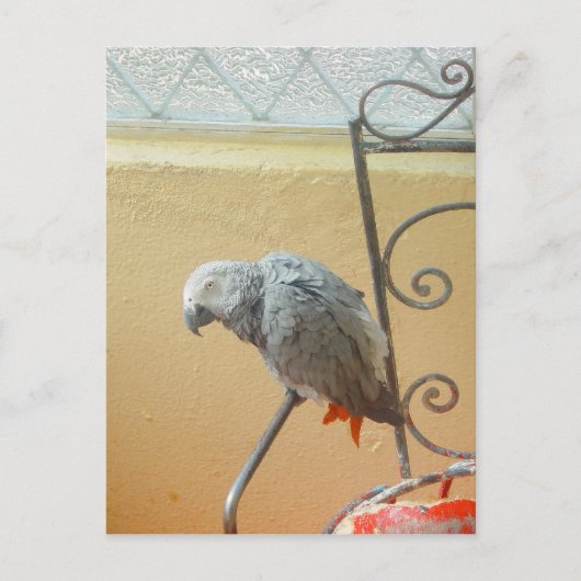 Perroquet - carte postale (Devant)