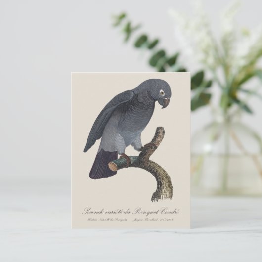 Perroquet Cendre / Timneh Afrikaanse grijze papega Briefkaart (Staand voorkant)