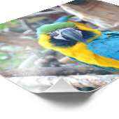 Perroquet coloré - Impression photo (Coin)