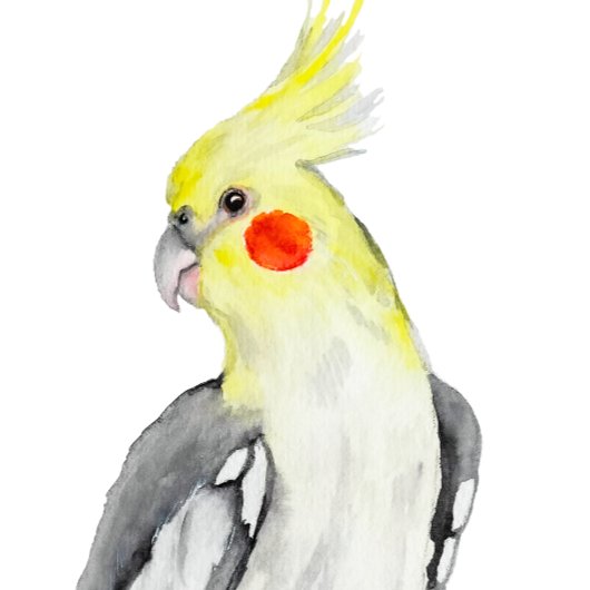 Perroquet d'aquarelle de Cockatiel mignon.