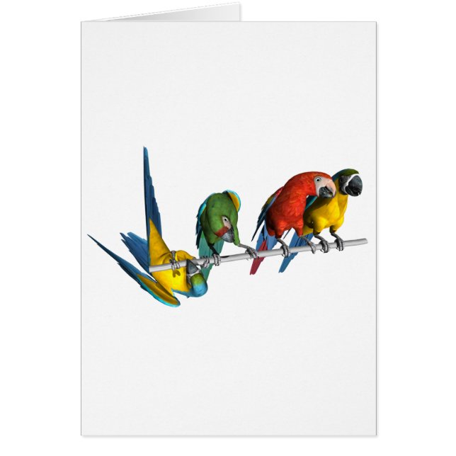 Perroquet d'ara (Devant)