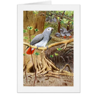 Perroquet de gris africain