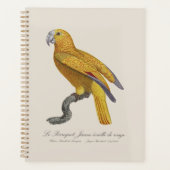 Perroquet de Paradis de Cuba, Psittacus Paradisi (Devant)