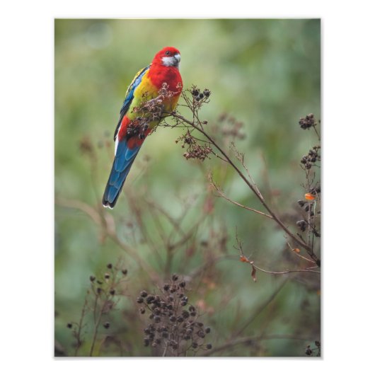 Perroquet de Rosella Est - Impression photo 11x14" (Devant)