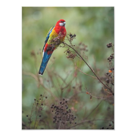 Perroquet de Rosella Est - Impression photo 12x16" (Devant)
