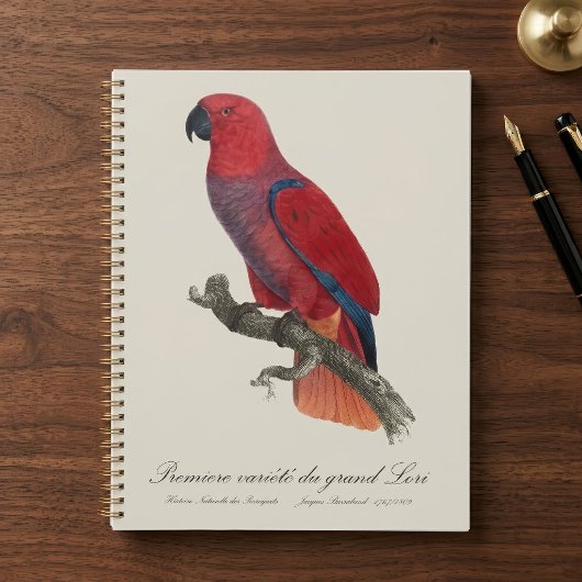 Perroquet éclectus de Vosmaer, Eclectus Roratus Vo