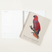 Perroquet éclectus de Vosmaer, Eclectus Roratus Vo (Devant avec enveloppe)