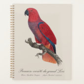 Perroquet éclectus de Vosmaer, Eclectus Roratus Vo (Devant)