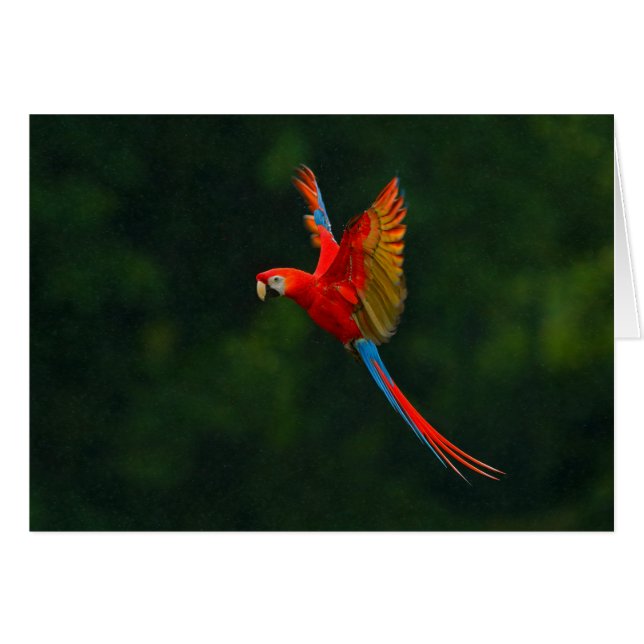Perroquet en vol (Devant horizontal)
