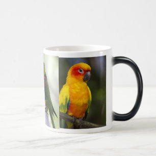 Perroquet et tasse de Lorikeets
