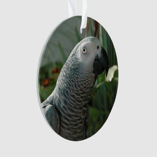 Perroquet fini de gris africain (devant)