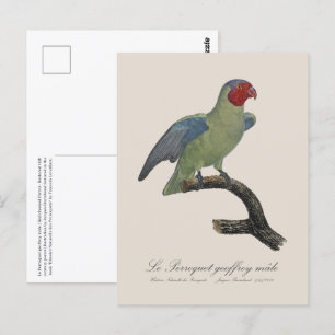 Perroquet geoffroy mannelijk / Roodwangpapegaai Briefkaart