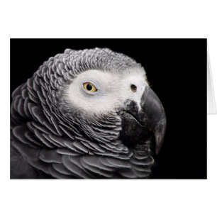 Perroquet Gris Africain