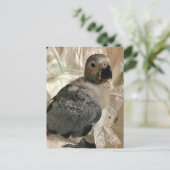 Perroquet gris africain, carte postale (Debout devant)