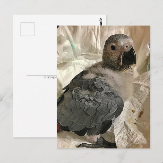 Perroquet gris africain, carte postale (Devant / Derrière)