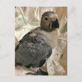 Perroquet gris africain, carte postale (Devant)