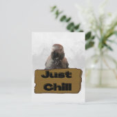 Perroquet gris africain, carte postale (Debout devant)