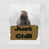 Perroquet gris africain, carte postale (Devant)