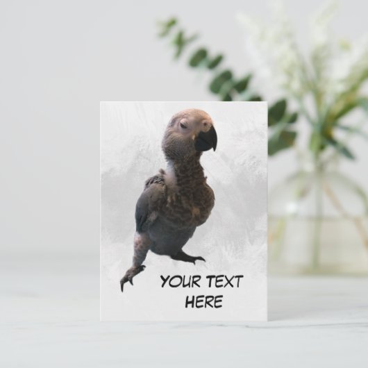 Perroquet gris africain, carte postale (Debout devant)