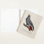 Perroquet gris africain, Psittacus erithacus, vint (Devant avec enveloppe)