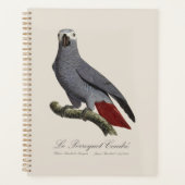 Perroquet gris africain, Psittacus erithacus, vint (Devant)