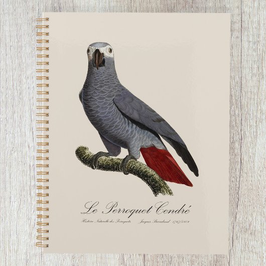 Perroquet gris africain, Psittacus erithacus, vint