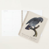 Perroquet Gris Timneh, Psittacus Timneh (Devant avec enveloppe)