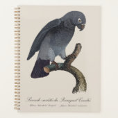 Perroquet Gris Timneh, Psittacus Timneh (Devant)