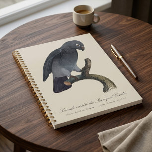 Perroquet Gris Timneh, Psittacus Timneh