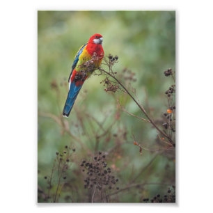 Perroquet oriental de Rosella -" copie de la photo