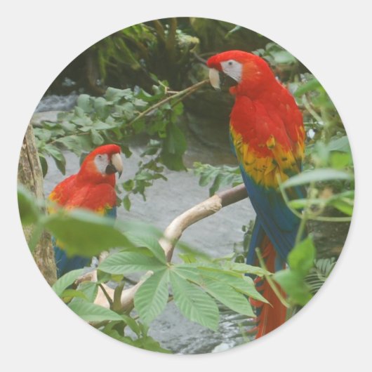 Perroquets - scarlette macaw stickers (Devant)
