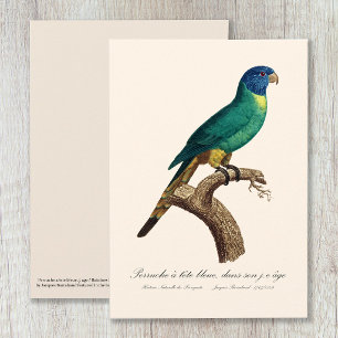 Perruche a tete bleue / Rainbow loriket, juveniel Bedankkaart