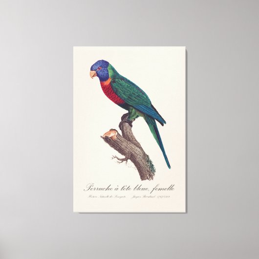 Perruche a tete bleue, vrouwelijk / regenbooglorik canvas afdruk (Voorkant)