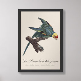 Perruche a Tete Jaune / Carolina parkiet Foto Afdruk