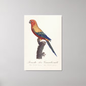 Perruche Ara, Guarouba / Zonneparkiet Canvas Afdruk (Voorkant)