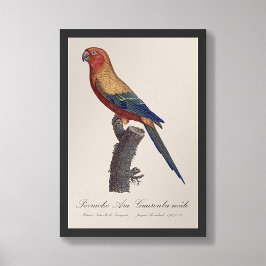 Perruche Ara, Guarouba / Zonneparkiet Foto Afdruk